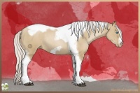 Horse Color:Silver Grullo Pearl Tobiano Frame Rabicano