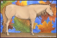 Horse Color:Gold Champagne 