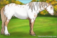 Horse Color:Gold Champagne Frame Appaloosa 