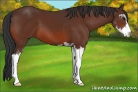 Horse Color:Bay Sabino 