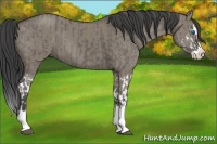 Horse Color:Smoky Grullo Sabino Splash  and Smoky Grullo Sabino Splash 