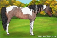 Horse Color:Bay Roan Tobiano