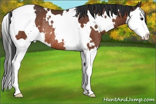 Horse Color:White Spotted Bay Splash Rabicano