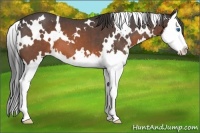 Horse Color:White Spotted Brown Roan Splash