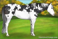 Horse Color:White Spotted Brown Sabino Splash 