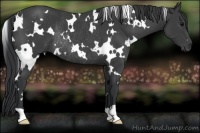 Horse Color:White Spotted Black Rabicano 