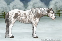 Horse Color:Silver Grullo Splash Tobiano and Grullo Sabino Splash Tobiano
