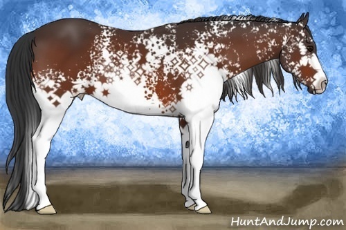 Horse Color:White Spotted Bay 