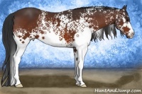 Horse Color:White Spotted Bay 