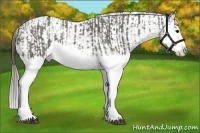 Horse Color:Grullo Sabino Splash Brindle and Grullo Sabino Splash Leopard Brindle