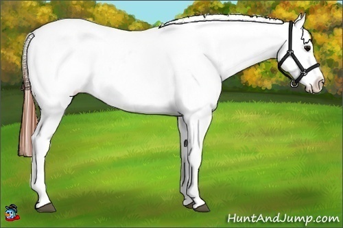 Horse Color:Brown Appaloosa