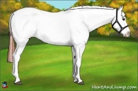 Horse Color:Brown Appaloosa 