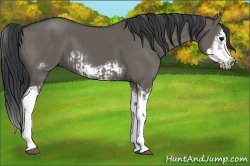 Horse Color:Grullo Sabino Splash  and Grullo Sabino Splash Frame 