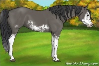 Horse Color:Grullo Sabino Splash  and Grullo Sabino Splash Frame 