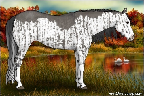 Horse Color:Grullo Sabino Splash and Grullo Sabino Splash Rabicano