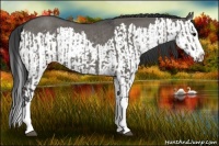 Horse Color:Grullo Sabino Splash  and Grullo Sabino Splash Rabicano 