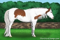 Horse Color:Silver Bay Sabino Splash Tobiano 