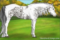 Horse Color:Grullo Sabino Splash Tobiano and Grullo Sabino Splash Tobiano