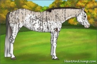 Horse Color:Grullo Sabino Splash  and Classic Champagne Dun Sabino Splash 