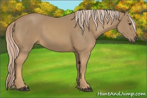 Horse Color:Palomino 