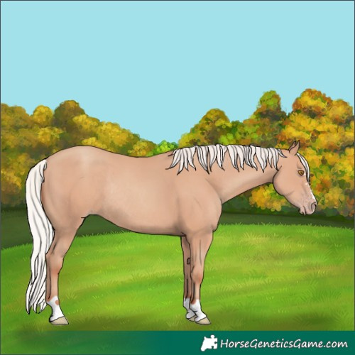 Horse Color:Silver Classic Champagne Rabicano 