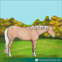 Horse Color:Silver Classic Champagne Rabicano