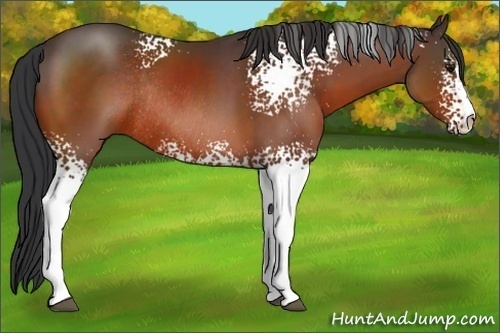 Horse Color:White Spotted Bay Sabino Rabicano 