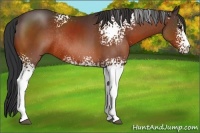 Horse Color:White Spotted Bay Sabino Rabicano