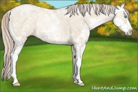 Horse Color:Palomino Ice Pearl Dun Sabino Rabicano 