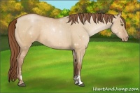 Horse Color:Bay Pearl Dun Sabino