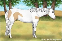 Horse Color:Silver Amber Champagne Sabino Splash Tobiano 