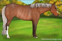 Horse Color:Silver Brown Rabicano 