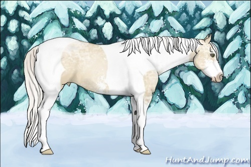 Horse Color:Silver Grullo Ice Pearl Sabino Tobiano 