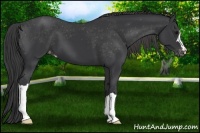 Horse Color:Black Appaloosa