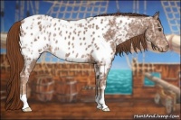 Horse Color:Chestnut Ice Appaloosa