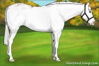 Horse Color:Silver Bay Sabino Splash