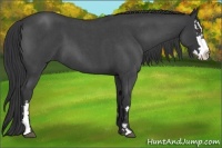 Horse Color:Blue Roan Splash Frame 