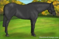 Horse Color:Black 