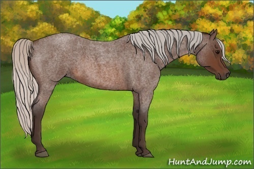 Horse Color:Silver Brown Roan