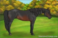 Horse Color:Brown 