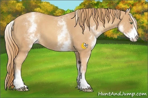 Horse Color:White Spotted Gold Champagne 