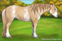 Horse Color:White Spotted Gold Champagne