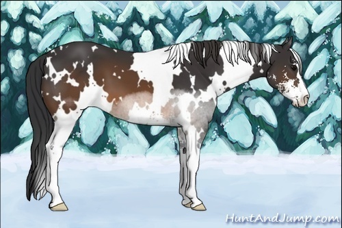 Horse Color:White Spotted Brown Sabino