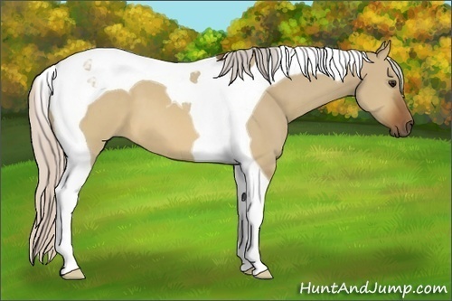 Horse Color:Silver Brown Dun Tobiano 