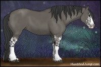 Horse Color:Grullo Sabino Splash  and Grullo Sabino Splash 