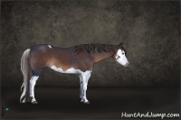 Horse Color:Liver Chestnut Sabino Splash Tobiano and Liver Chestnut Splash