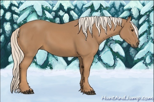 Horse Color:Palomino