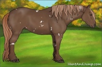 Horse Color:White Spotted Liver Chestnut 