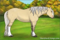 Horse Color:Silver Buckskin Dun 