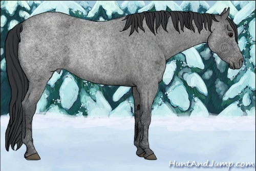 Horse Color:Blue Ice Roan 